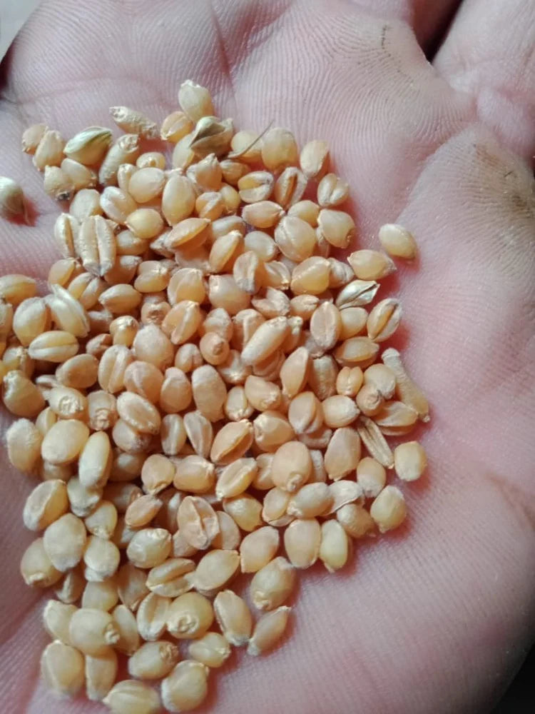 Sona Moti Seed – Original and Native Sona Moti Wheat Seed