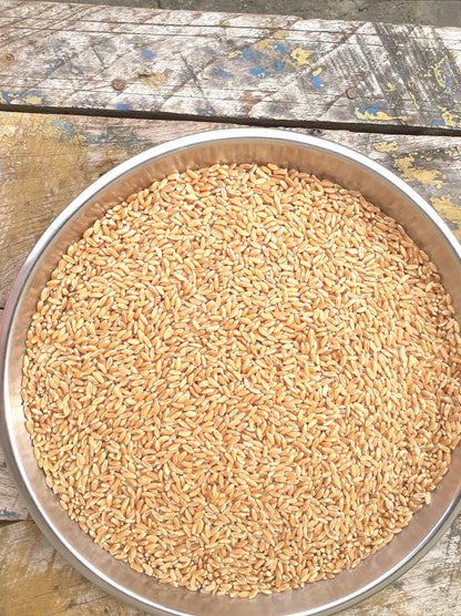 Bansi Wheat Seed – Panchmahabhoot
