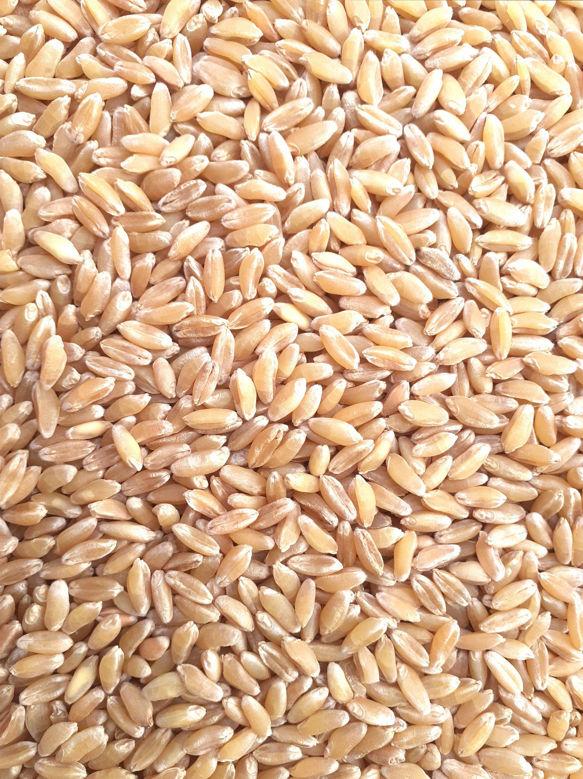Bansi Wheat Seed – Panchmahabhoot