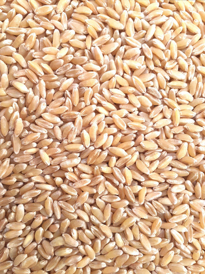 Bansi Wheat Seed – Panchmahabhoot