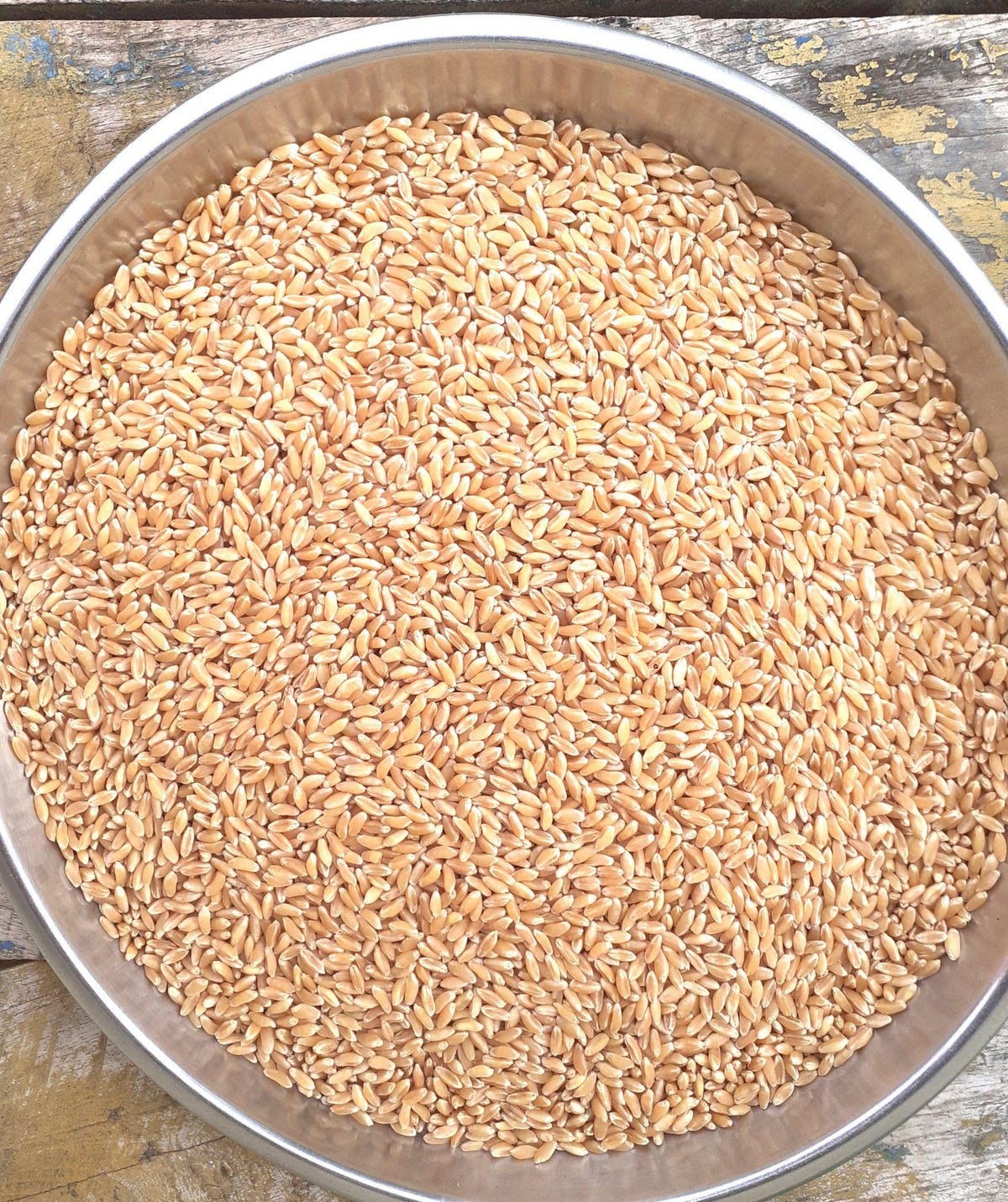 Bansi Wheat Seed – Panchmahabhoot