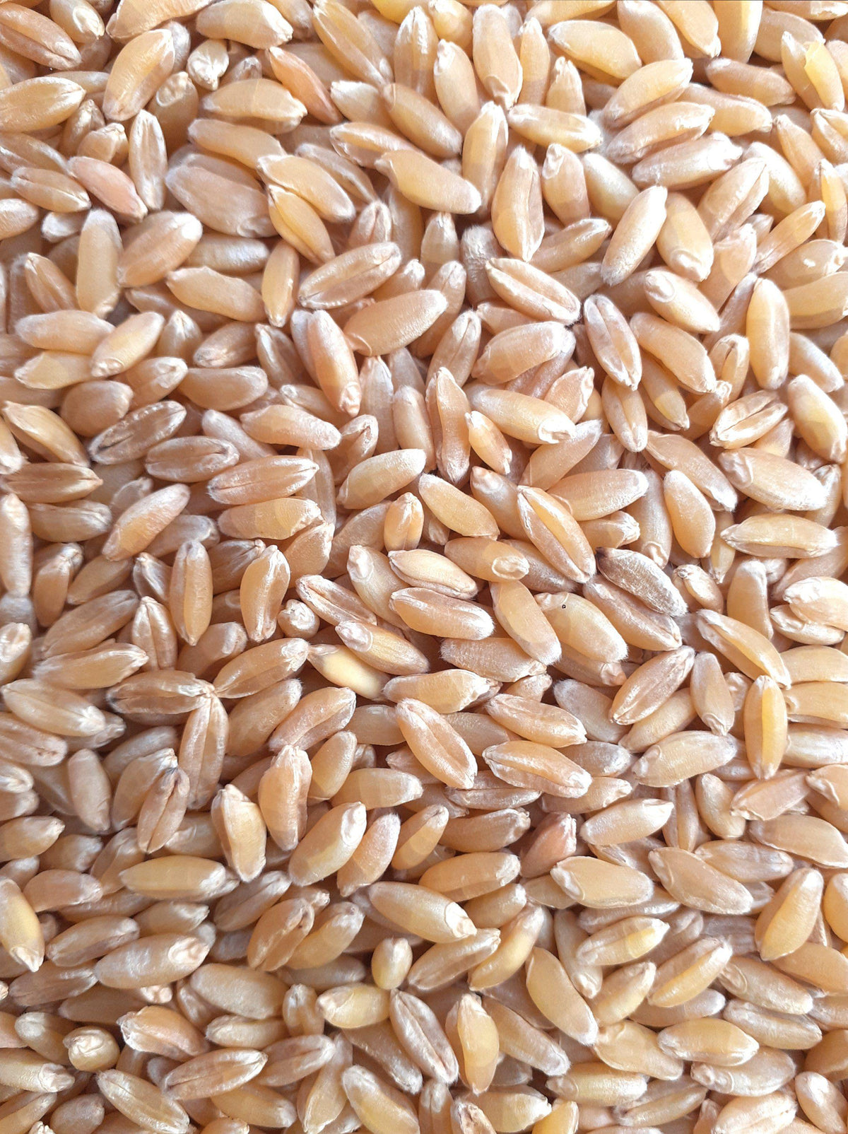 Bansi Wheat Seed – Panchmahabhoot