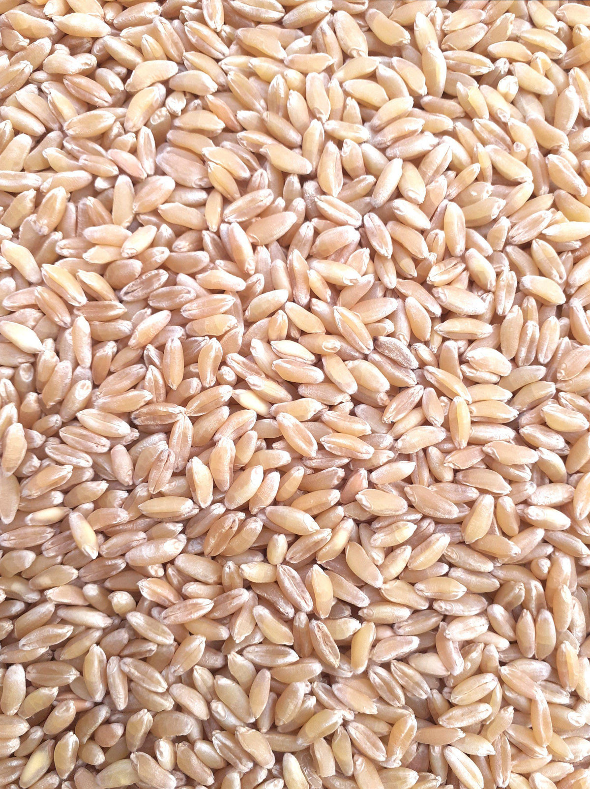 Bansi Wheat Seed – Panchmahabhoot