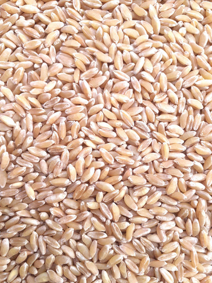 Bansi Wheat Seed – Panchmahabhoot