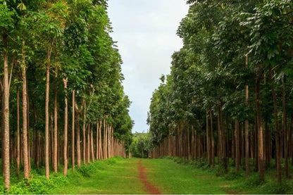 African Mahogany Plant