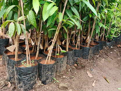 African Mahogany Plant