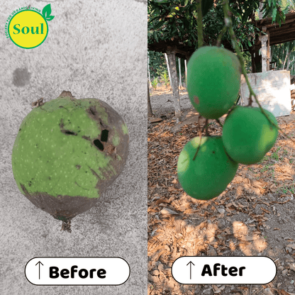 Nano Silver AG+ | Control for Bacterial and Viral Diseases (Blight, Leaf Curl, CMV) & Fungal Infections (Phytophthora, Fusarium, Root Rot) - SOUL SOCIETY FOR ORGANIC FARMING