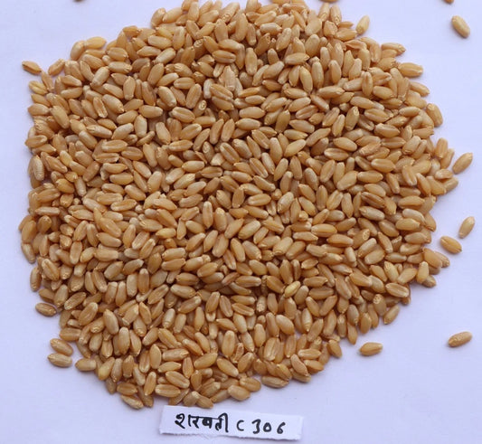 Sharbati 306 – Original and Native Sharbati Seed