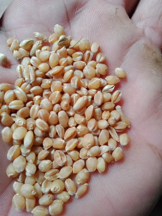 Sona Moti Seed – Original and Native Sona Moti Wheat Seed
